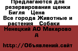 Предлагаются для резервирования щенки Бигля › Цена ­ 40 000 - Все города Животные и растения » Собаки   . Ненецкий АО,Макарово д.